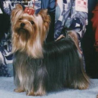 Durrer DURRER'S BE DAZZEL &mdash; Labaza DogPedigree YorkshireTerrier