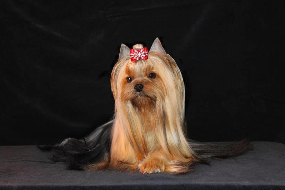 Primavera Incanta Primavera Incanta Amulet &mdash; Labaza DogPedigree YorkshireTerrier