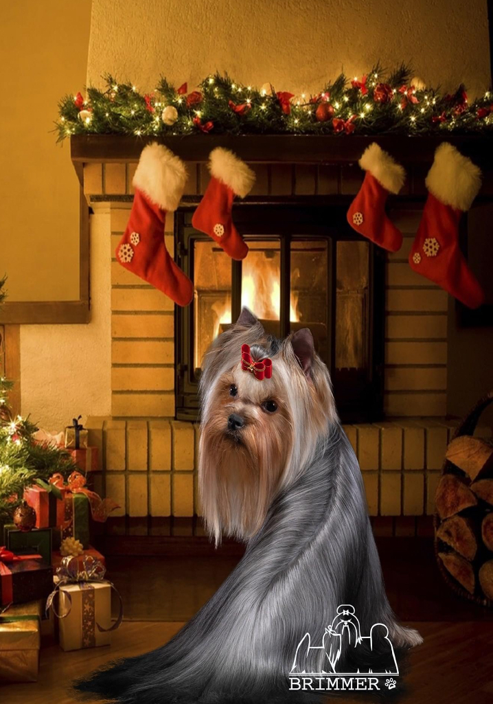 Primavera Incanta Primavera Incanta Imperia &mdash; Labaza DogPedigree YorkshireTerrier