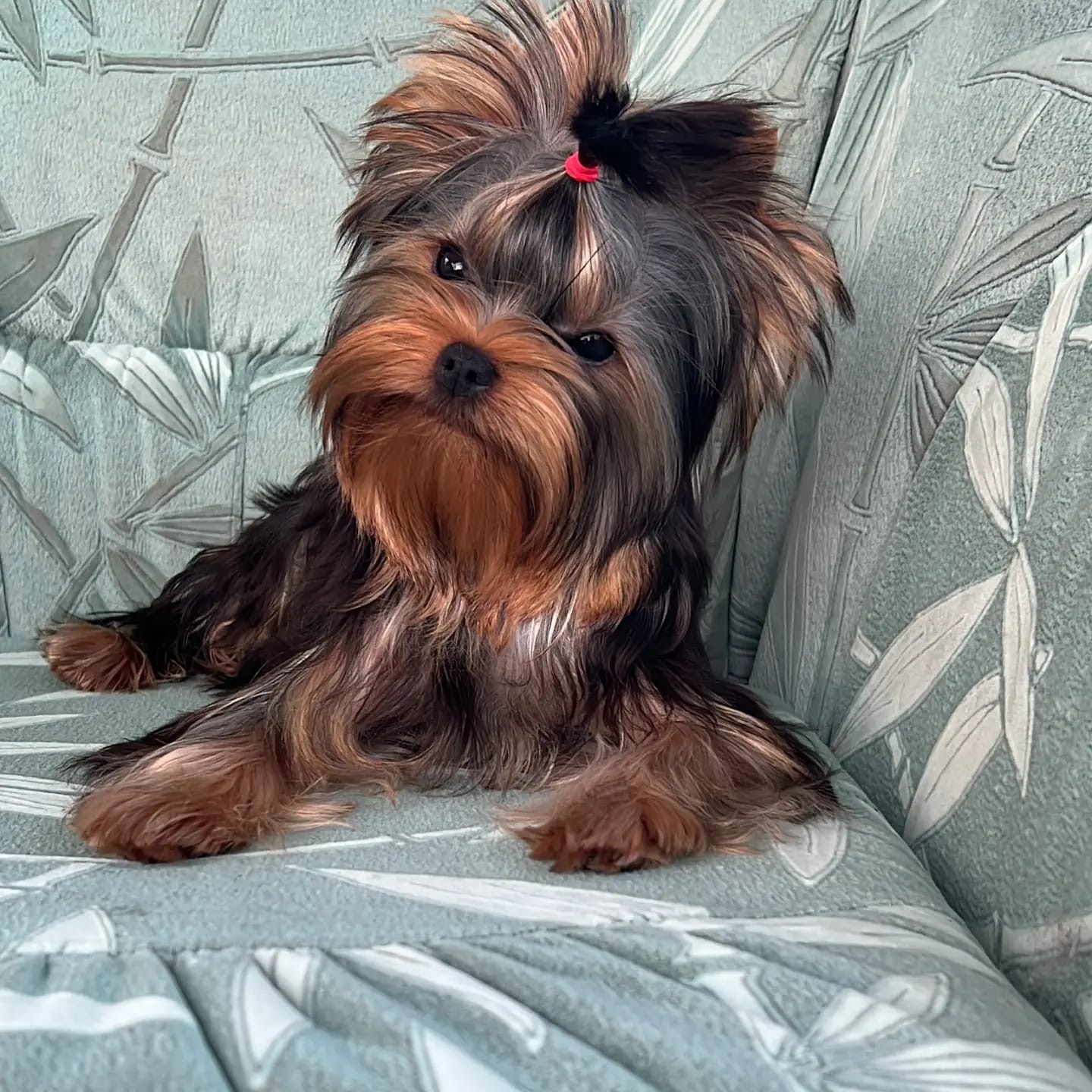 Primavera Incanta Versilia &mdash; Labaza DogPedigree YorkshireTerrier