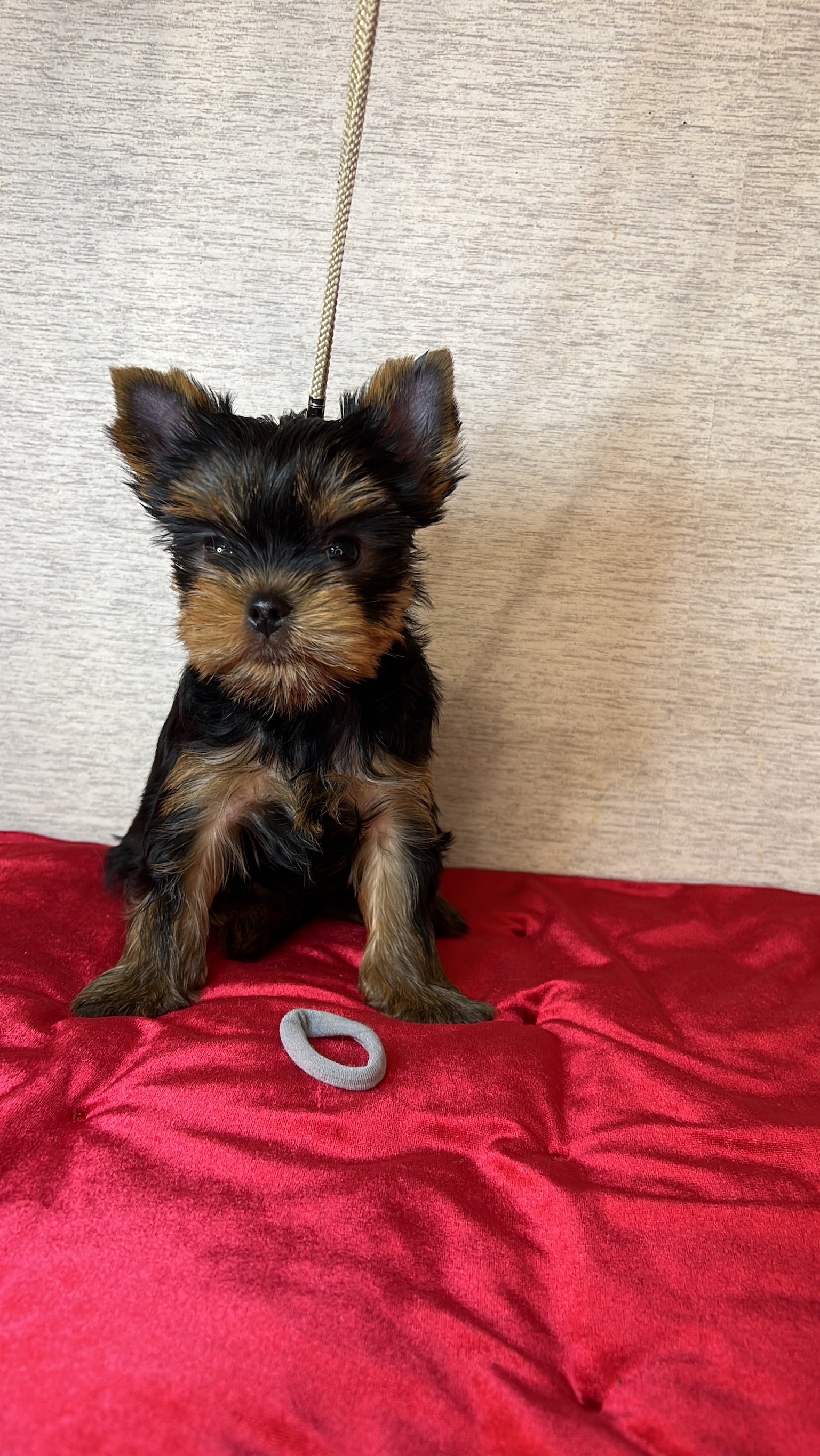 Primavera Incanta Primavera Incanta Botticelli &mdash; Labaza DogPedigree YorkshireTerrier