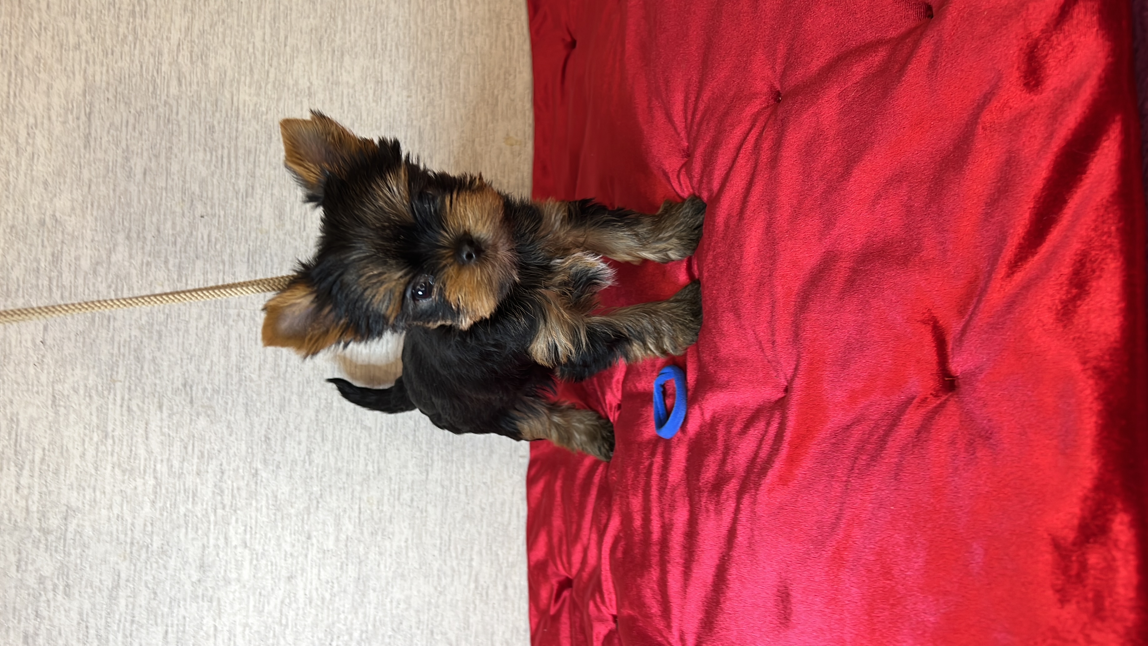 Primavera Incanta Primavera Incanta Belcanto &mdash; Labaza DogPedigree YorkshireTerrier