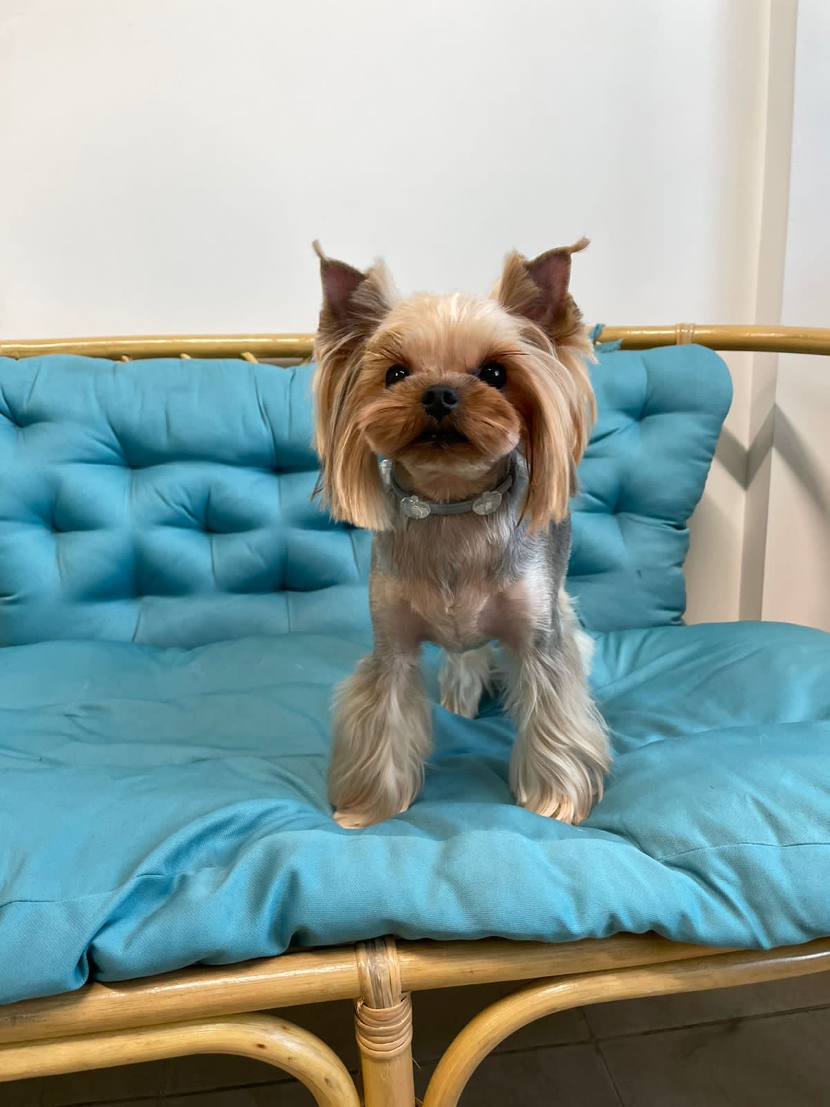 Primavera Incanta Primavera Incanta Chester &mdash; Labaza DogPedigree YorkshireTerrier