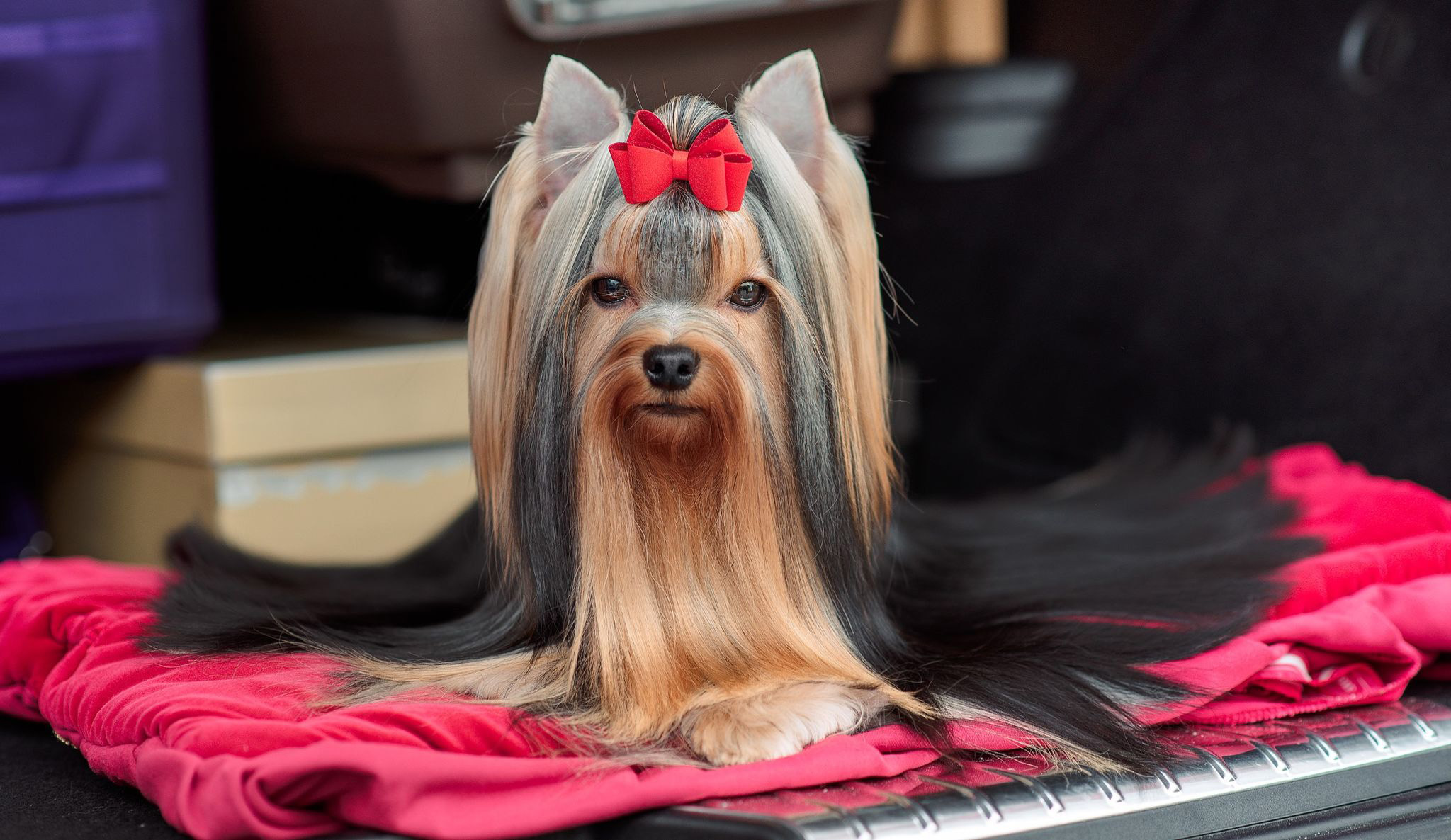  Camparis Mai Tai &mdash; Labaza DogPedigree YorkshireTerrier