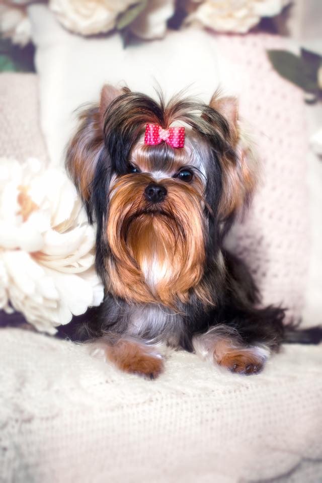 ROYAL BOUTIQUE LADY DREAM &mdash; Labaza DogPedigree YorkshireTerrier