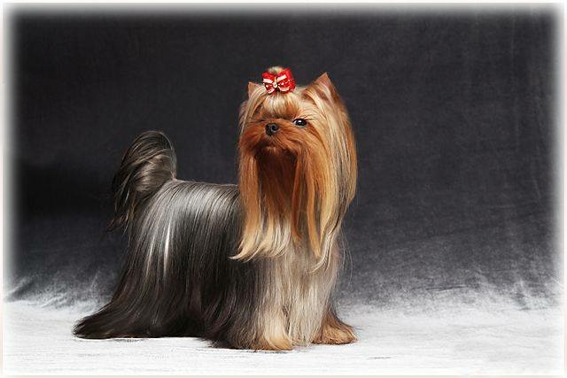  DMITROVSKIY TALISMAN VASILISA &mdash; Labaza DogPedigree YorkshireTerrier