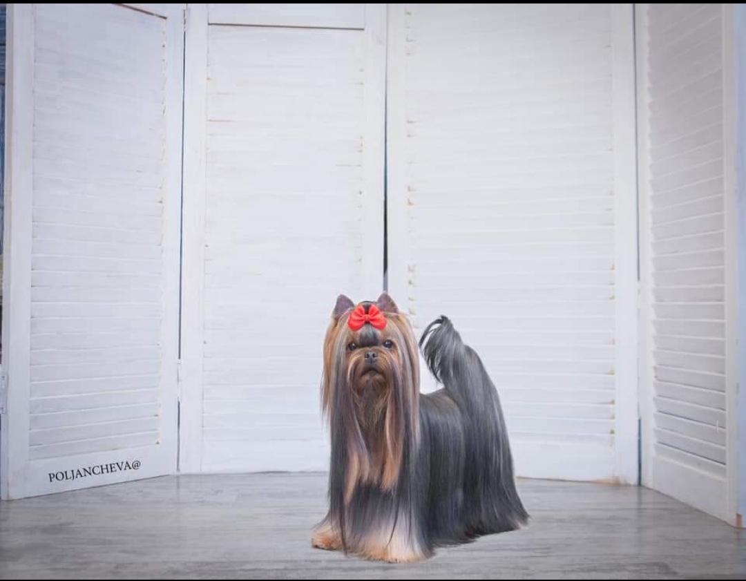 PECH HOUP PECH HOUP FLORANS &mdash; Labaza DogPedigree YorkshireTerrier