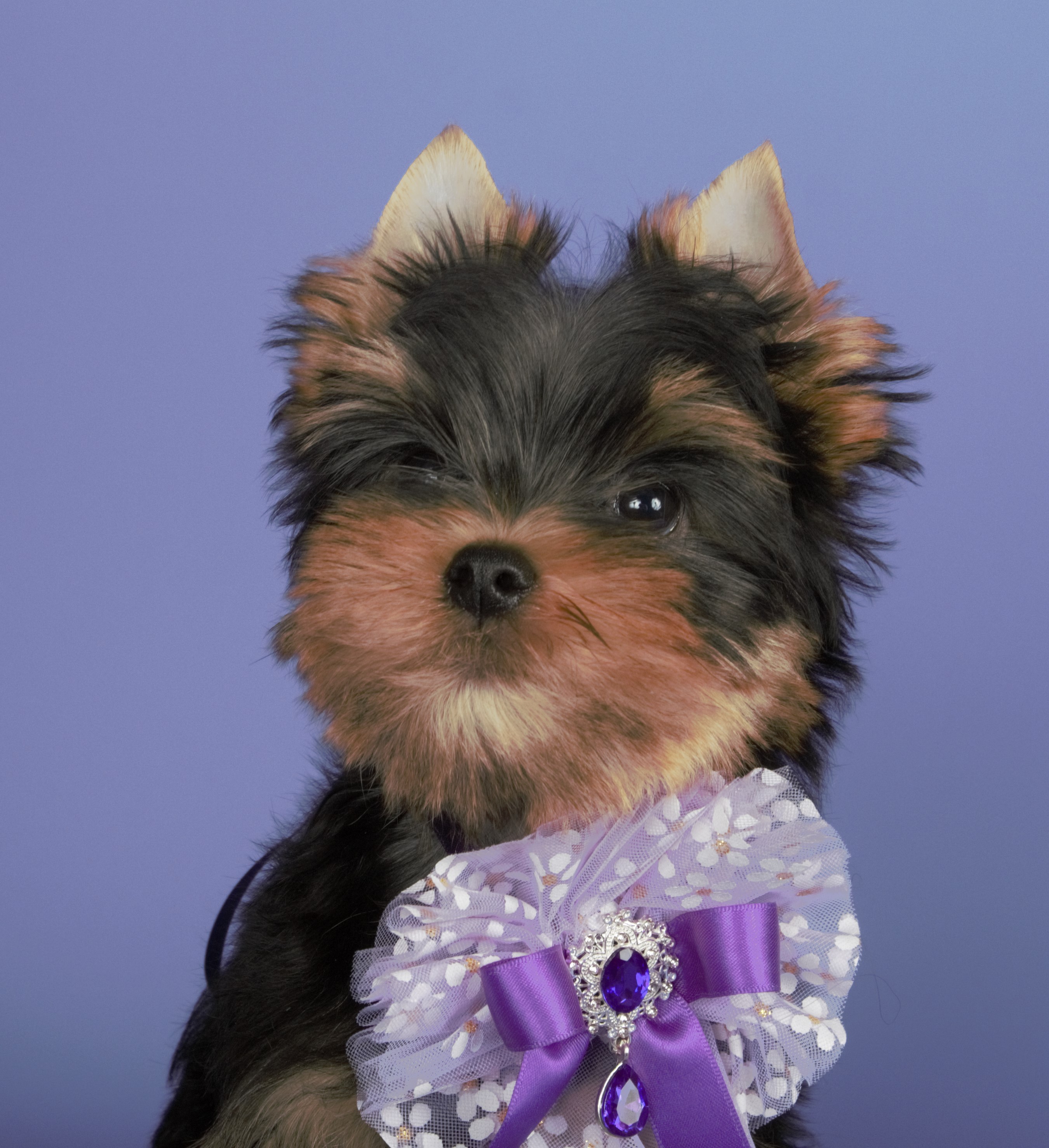 Laranta Laranta Vito Andolini &mdash; Labaza DogPedigree YorkshireTerrier