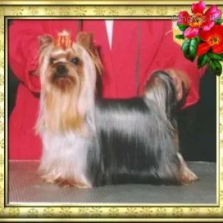 SHAKESPEARE'S OH-MY-JULIETTE &mdash; Labaza DogPedigree YorkshireTerrier