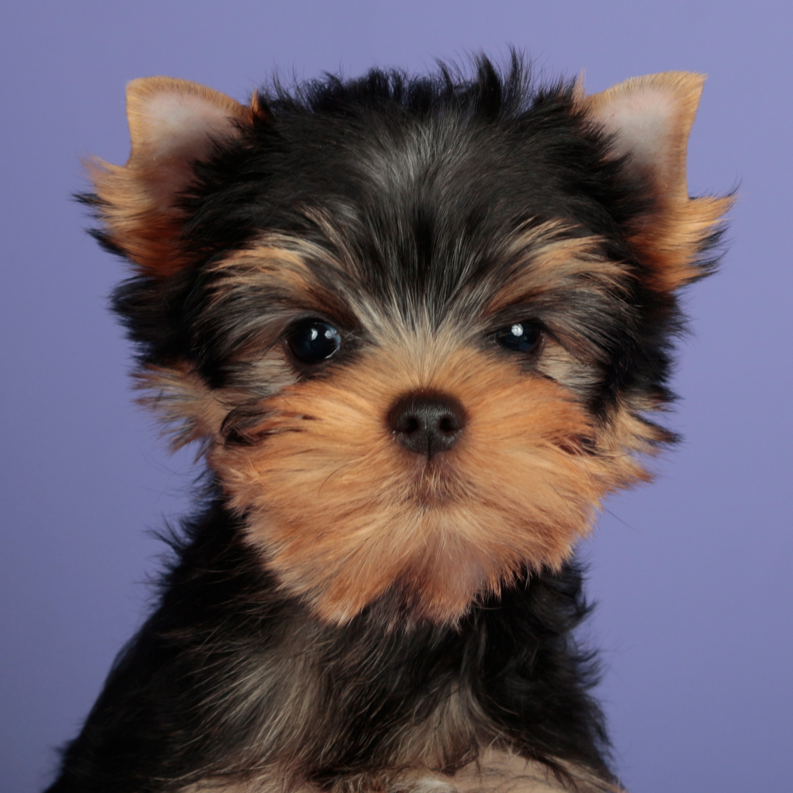 Laranta LARANTA VIAGRA &mdash; Labaza DogPedigree YorkshireTerrier