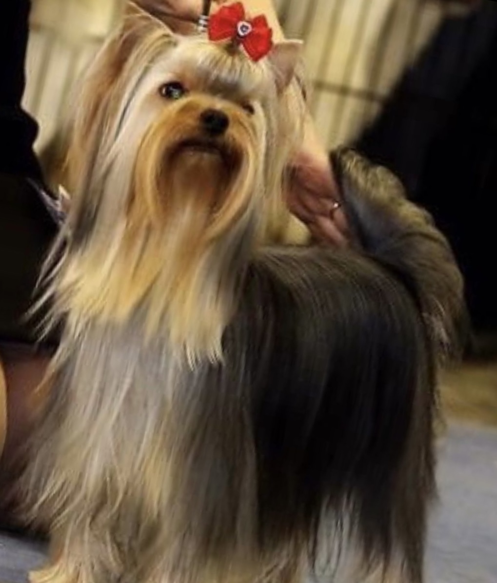  0MG! I AM IN LOVE STRIBRNE PRANI &mdash; Labaza DogPedigree YorkshireTerrier