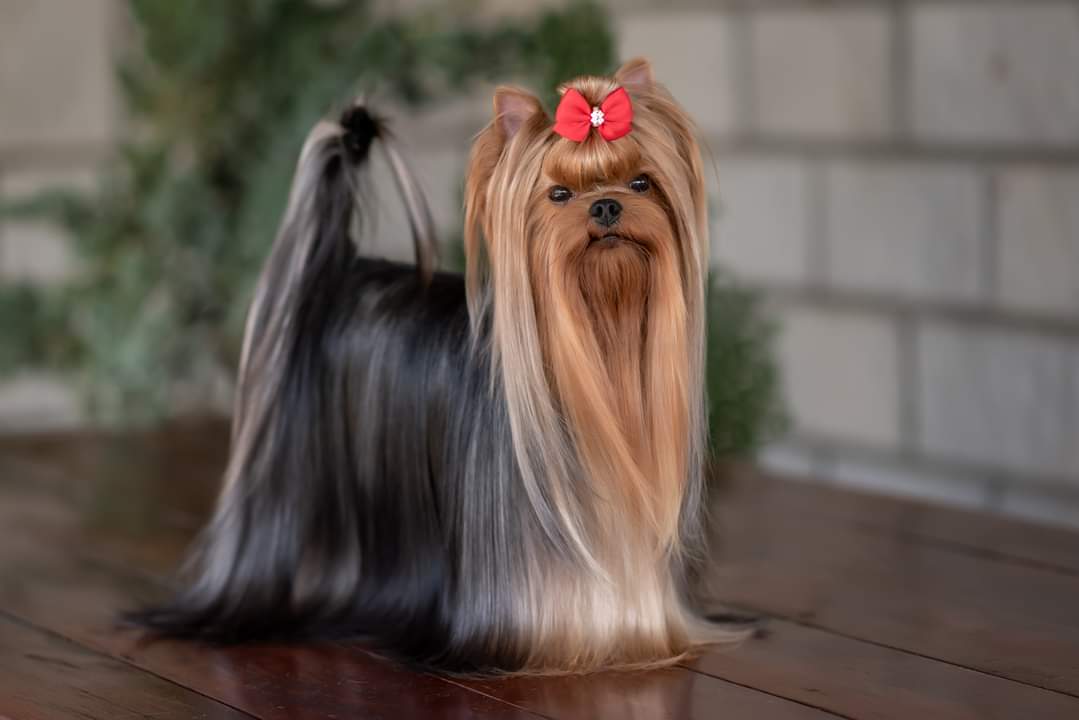 EXCELLENCE ABSOLUTE GRAND OVACIA SALLY LUN &mdash; Labaza DogPedigree YorkshireTerrier
