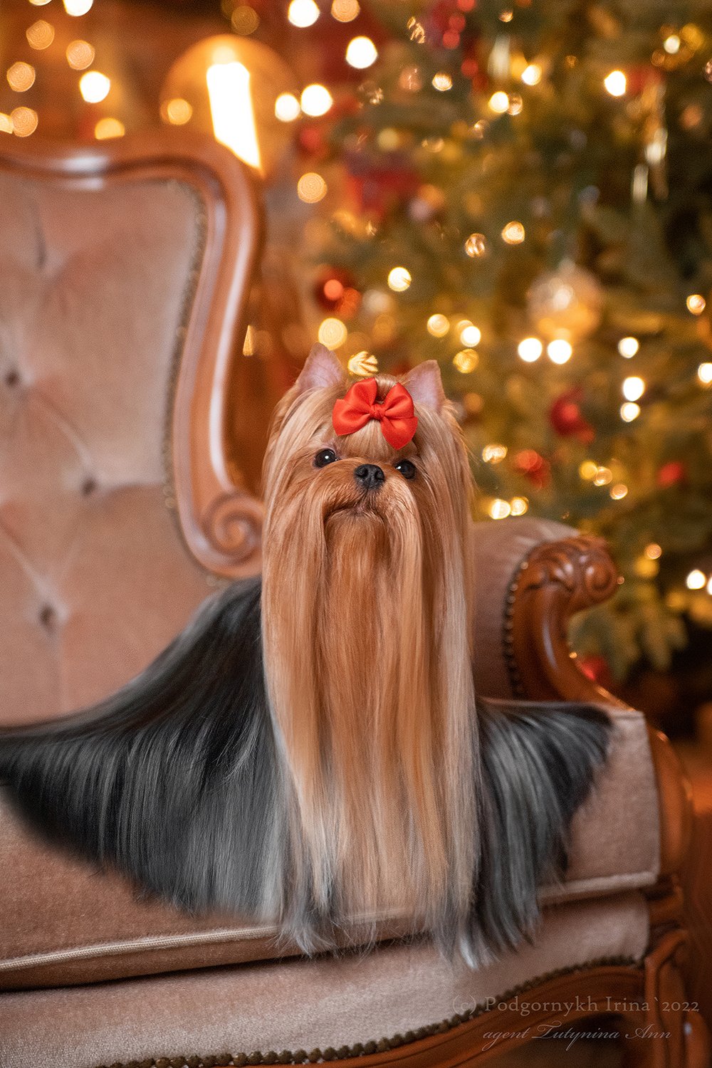 EXCELLENCE ABSOLUTE EXCELLENCE ABSOLUTE FORMULA-1 &mdash; Labaza DogPedigree YorkshireTerrier
