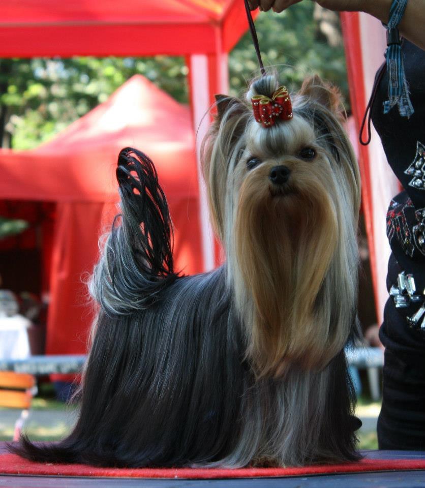  DISNEY MAGIC OHNIVA REKA &mdash; Labaza DogPedigree YorkshireTerrier