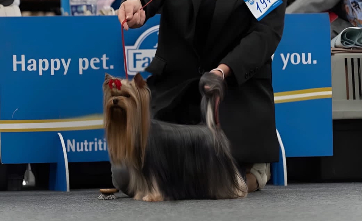 Nesterova56 &mdash; Labaza DogPedigree YorkshireTerrier