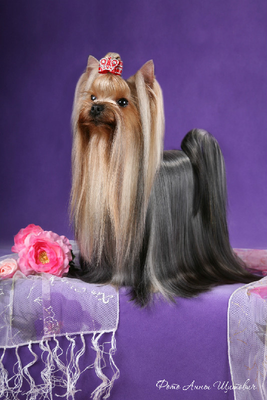 Laranta LARANTA JUST DO IT &mdash; Labaza DogPedigree YorkshireTerrier