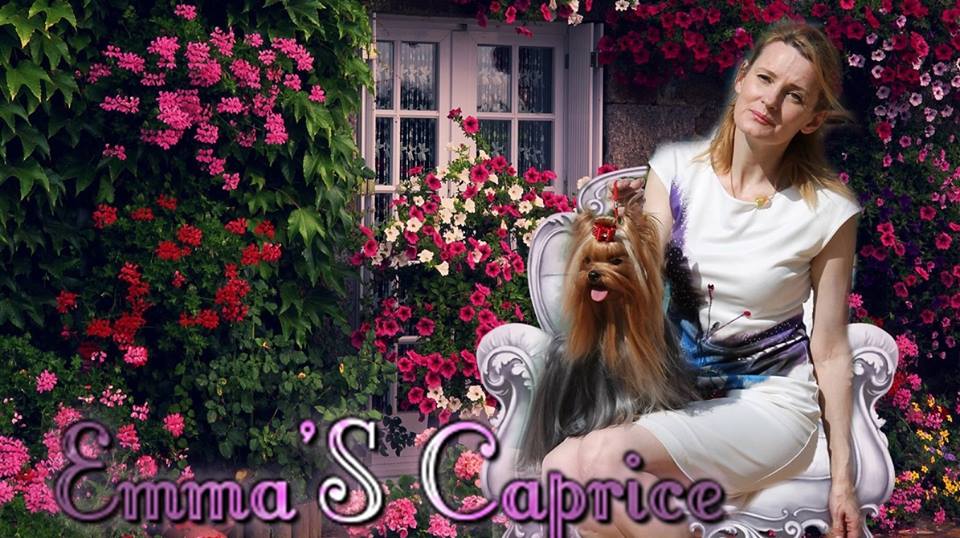 Emma`s Caprice &mdash; Labaza DogPedigree YorkshireTerrier
