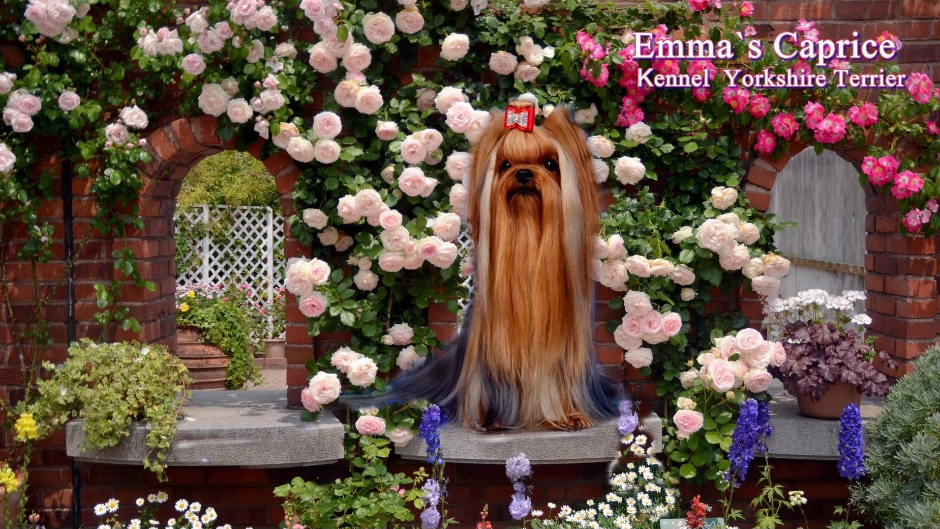 Emma`s Caprice &mdash; Labaza DogPedigree YorkshireTerrier