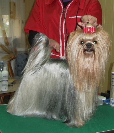 DNIPRO-TALISMAN GLAMOURE COUTURE SUPER AGENT &mdash; Labaza DogPedigree YorkshireTerrier