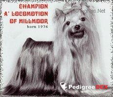 A'LOCOMOTION OF MILLMOOR