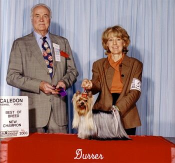 DURRER´S REASON TO SMILE &mdash; Labaza DogPedigree YorkshireTerrier