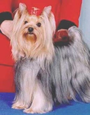  Durrer's Whistle Stop Blues &mdash; Labaza DogPedigree YorkshireTerrier