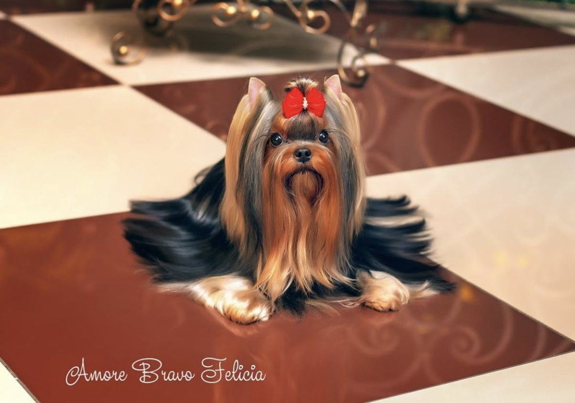AMORE BRAVO FELICIA &mdash; Labaza DogPedigree YorkshireTerrier