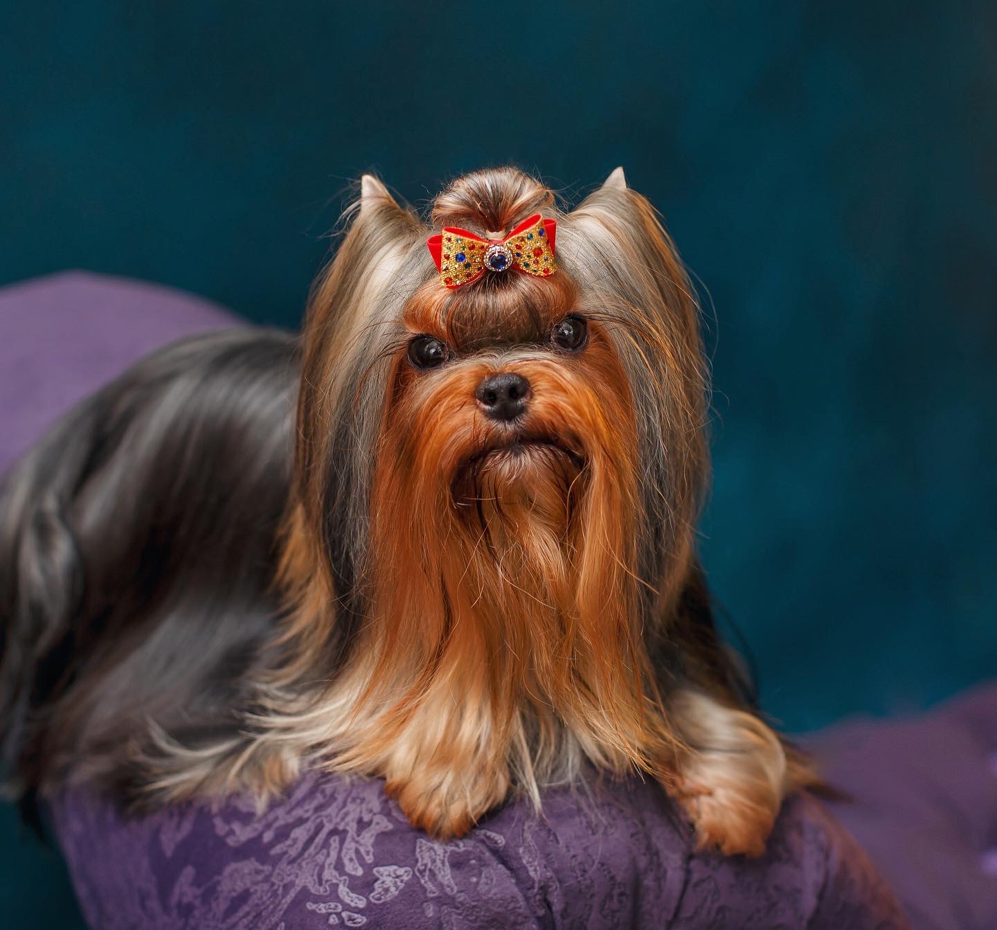 AMORE BRAVO FORTUNA &mdash; Labaza DogPedigree YorkshireTerrier