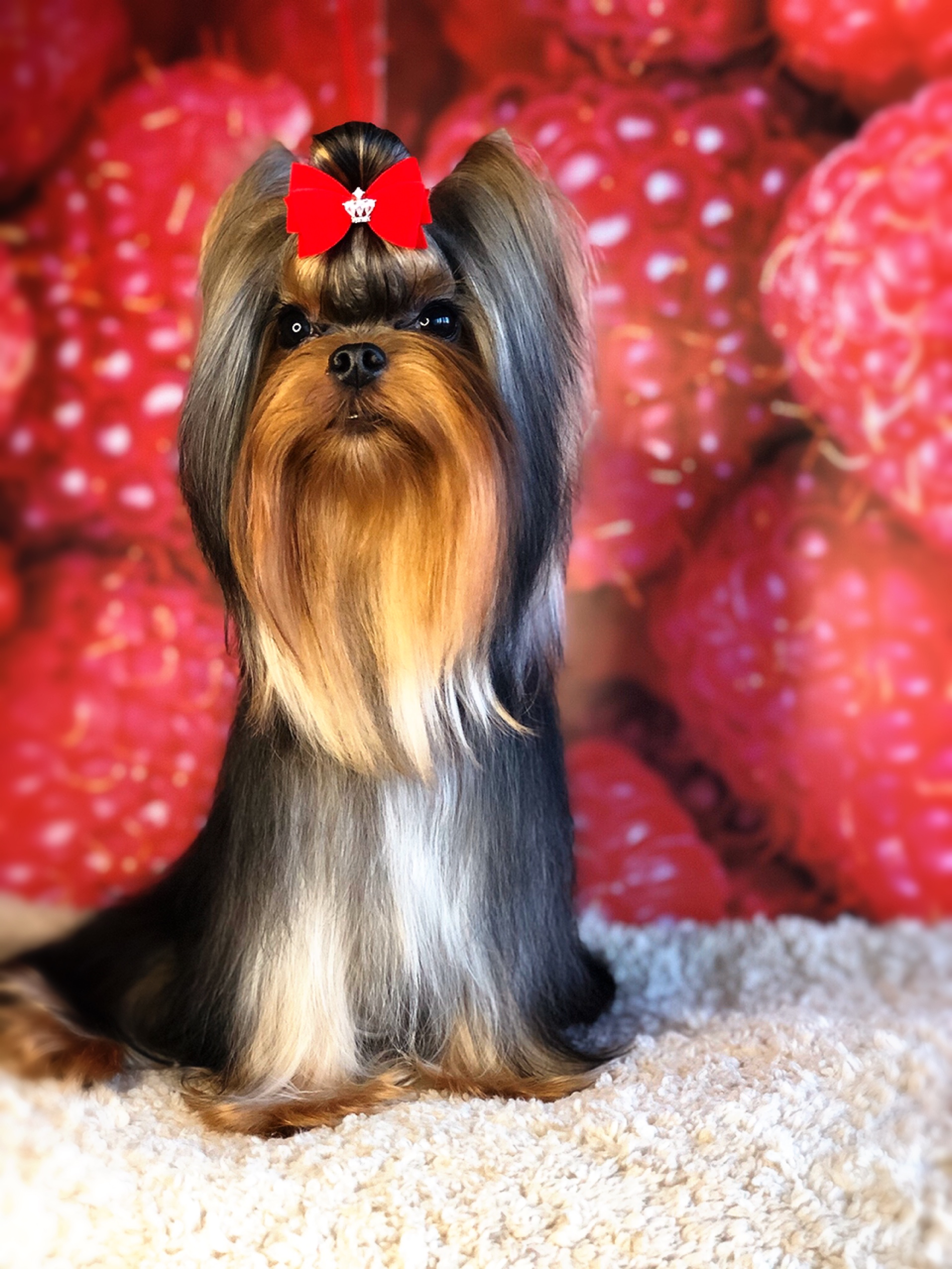 AMORE BRAVO SAMURAI &mdash; Labaza DogPedigree YorkshireTerrier