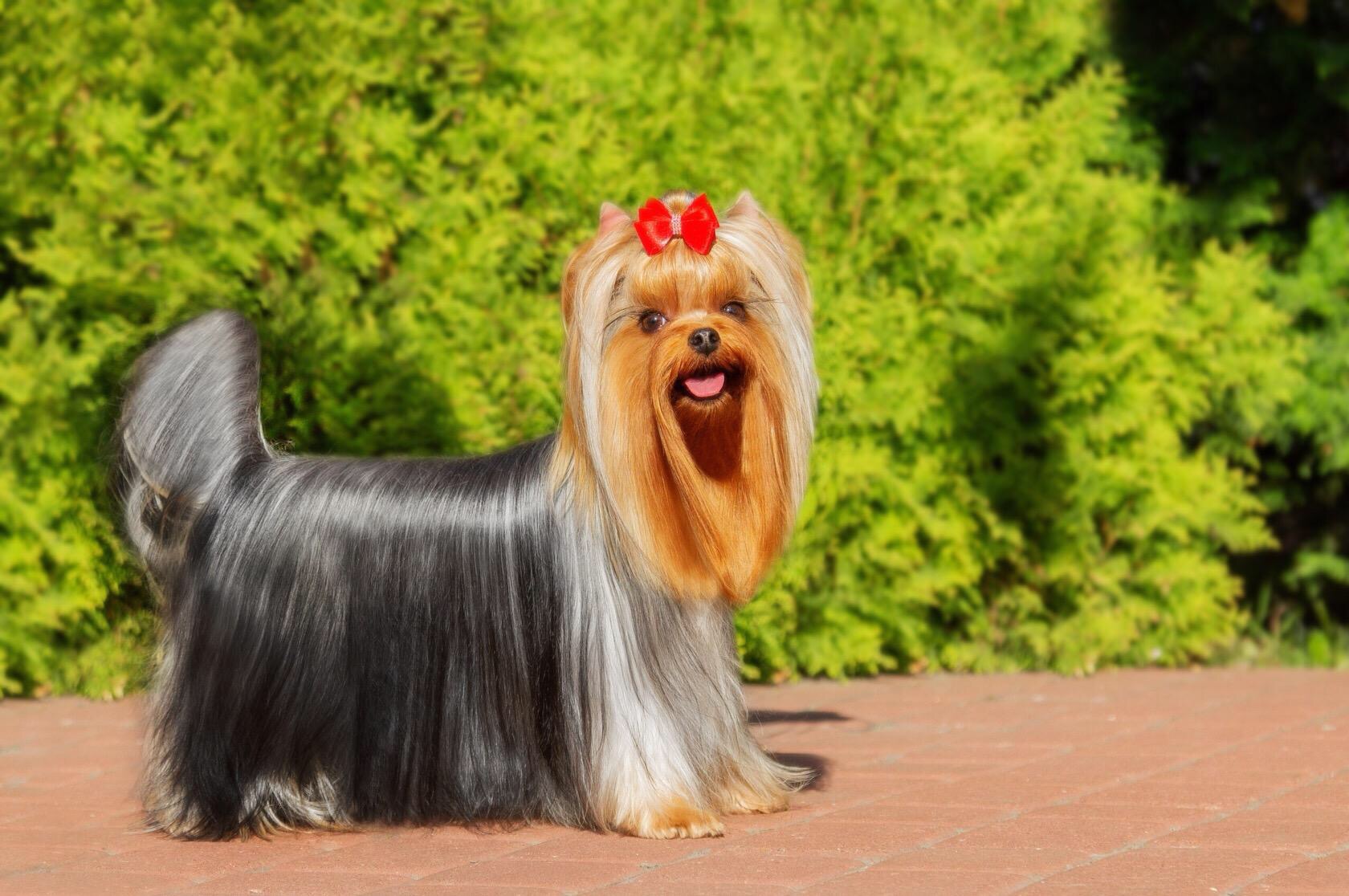 Amore Bravo AMORE BRAVO MERCEDES &mdash; Labaza DogPedigree YorkshireTerrier