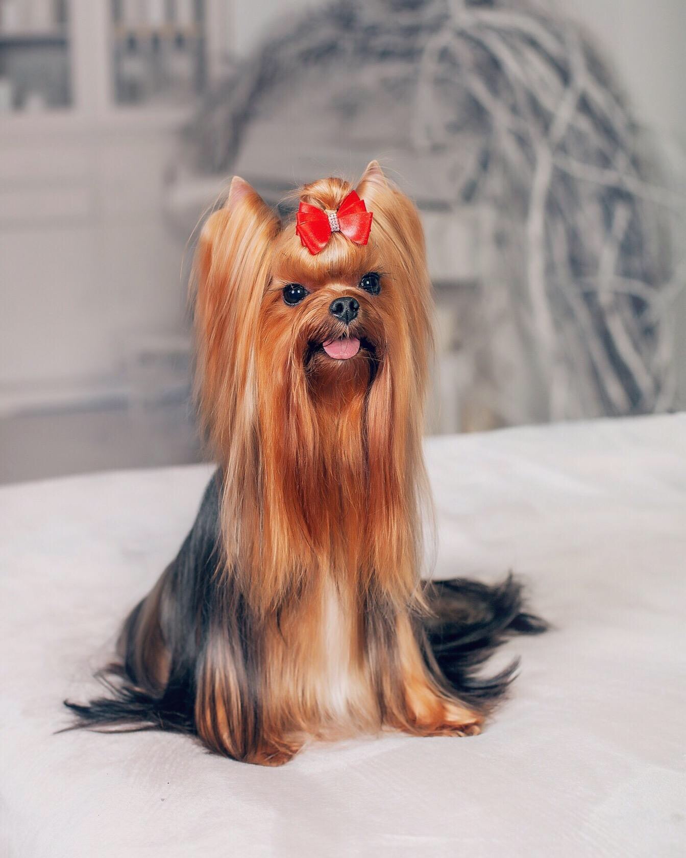 Royal Boutique ROYAL BOUTIQUE JACQUELINE BOUVIER &mdash; Labaza DogPedigree YorkshireTerrier