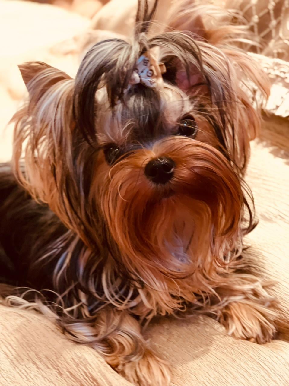 Laranta LARANTA TAYGA &mdash; Labaza DogPedigree YorkshireTerrier