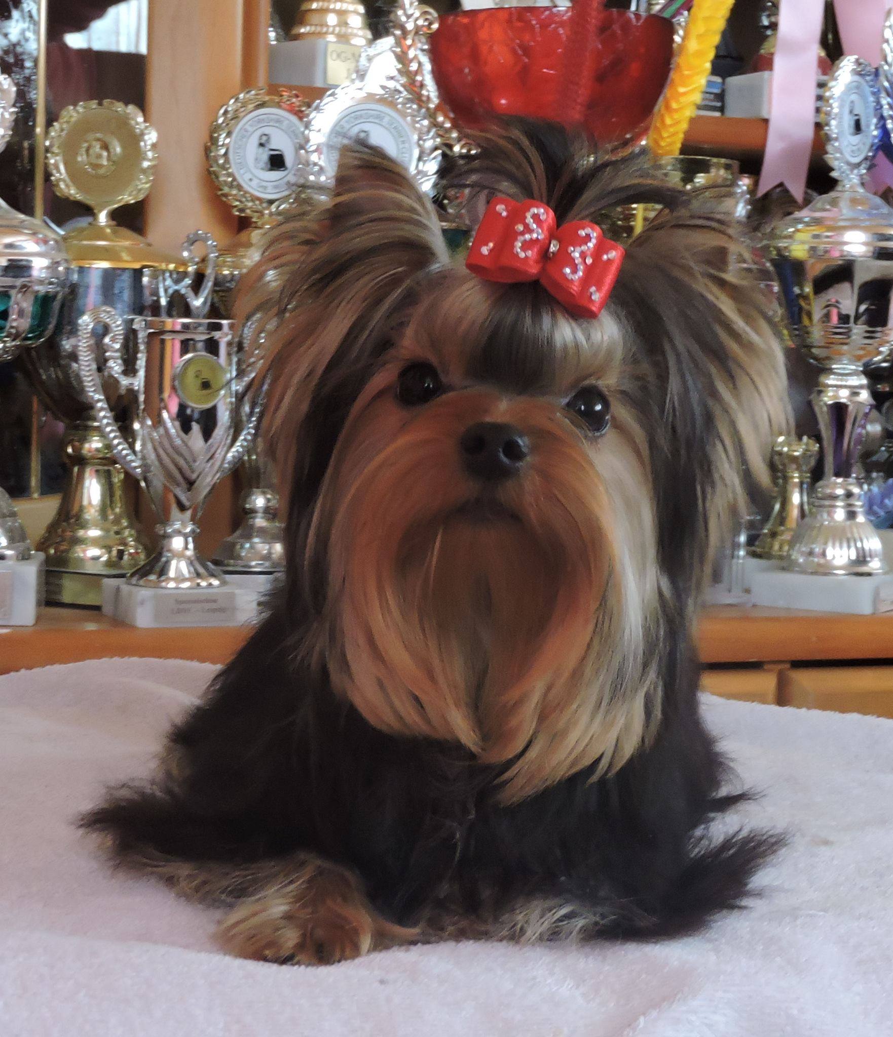 Laranta LARANTA ROCCOBAROCCO &mdash; Labaza DogPedigree YorkshireTerrier