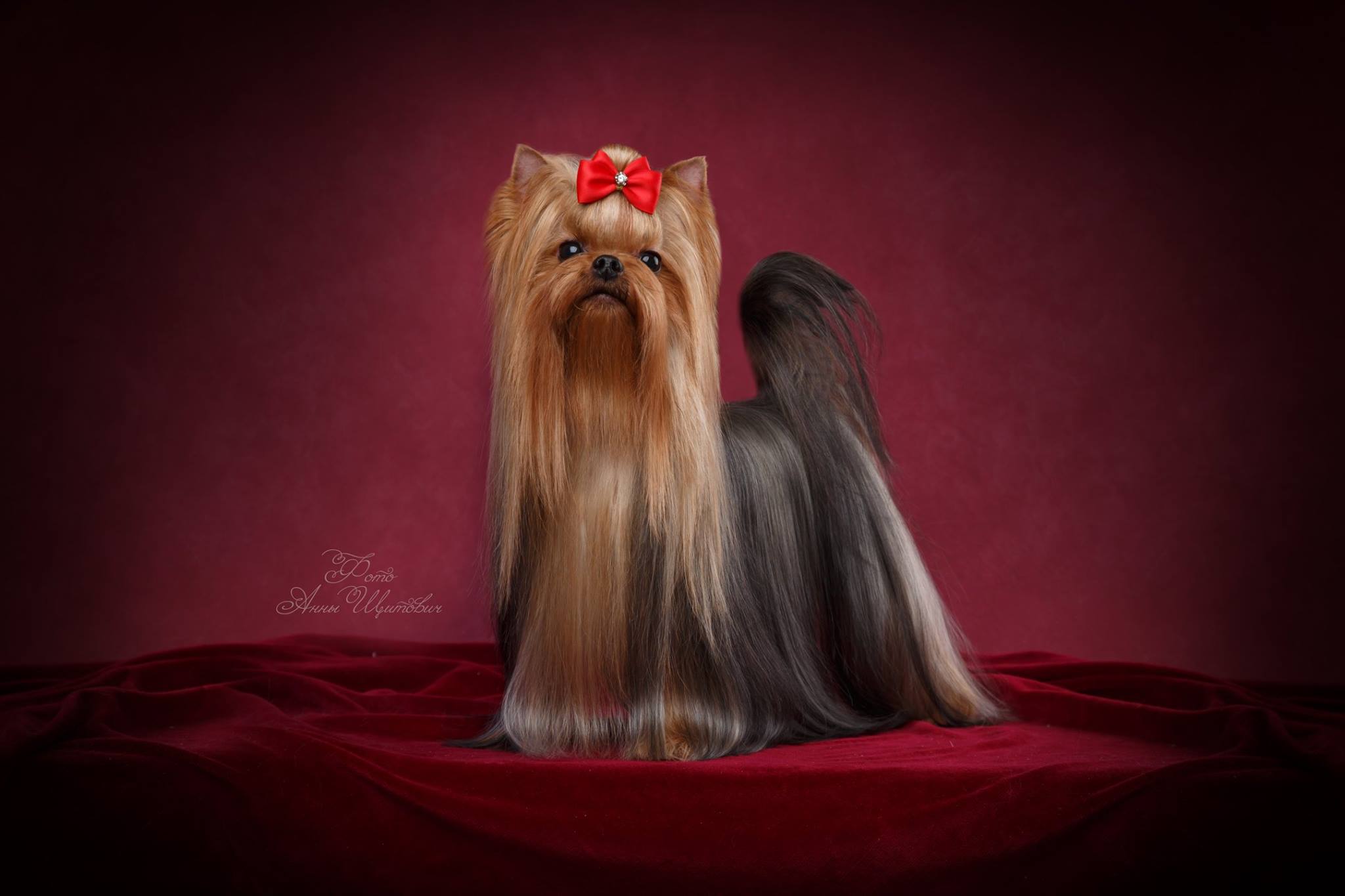 Laranta LARANTA ROSE & LILLY &mdash; Labaza DogPedigree YorkshireTerrier