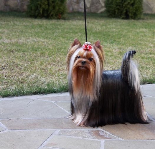 FONTENBLEAU BAKARAT &mdash; Labaza DogPedigree YorkshireTerrier