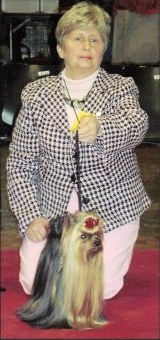 Durrer DURRER'S WATCH ME SIZZLE &mdash; Labaza DogPedigree YorkshireTerrier