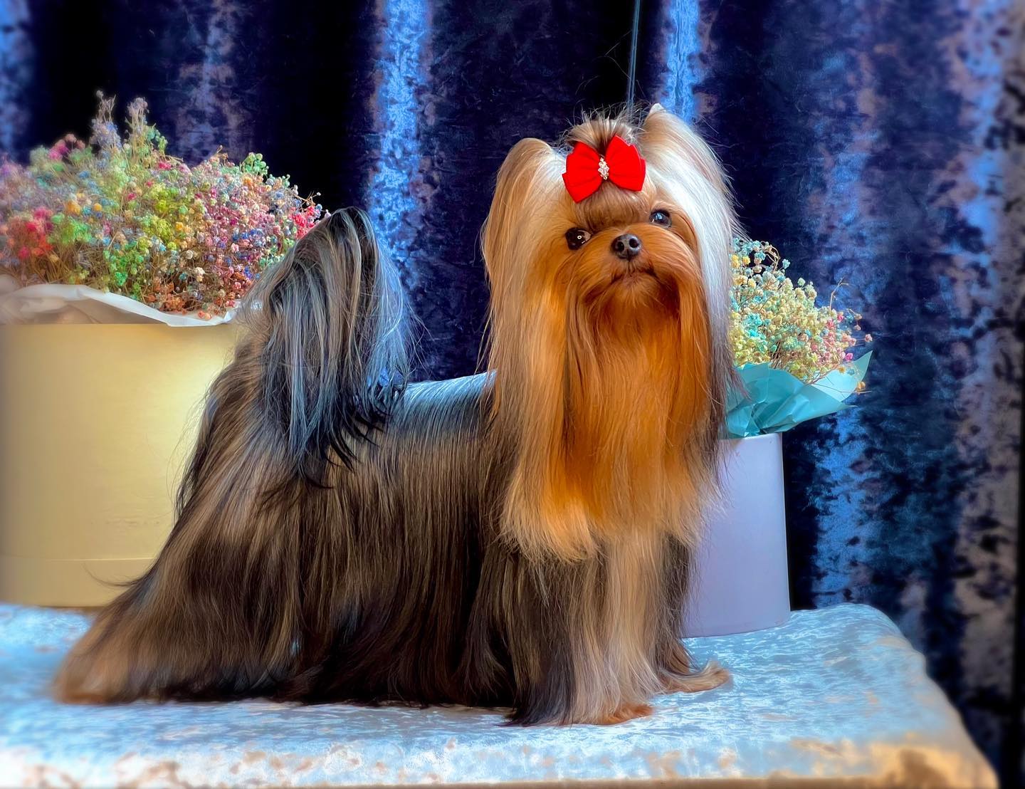 Amore Bravo AMORE BRAVO SHERIDAN'S &mdash; Labaza DogPedigree YorkshireTerrier