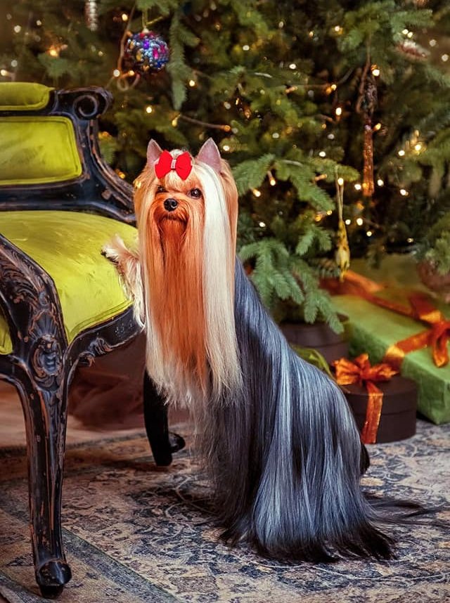 Amore Bravo AMORE BRAVO MAYBACH LUXURY &mdash; Labaza DogPedigree YorkshireTerrier