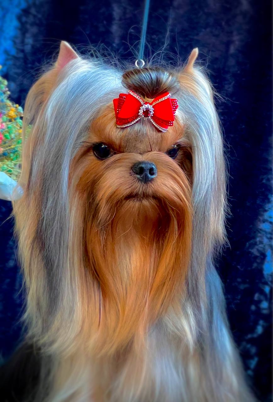Amore Bravo AMORE BRAVO WINCHESTER &mdash; Labaza DogPedigree YorkshireTerrier