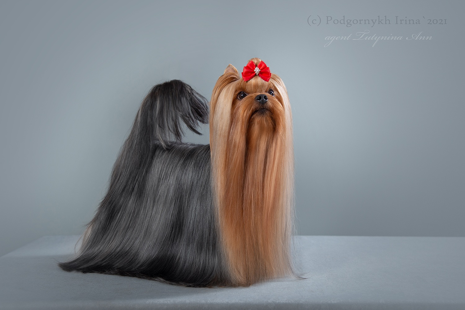 DIAMANT LORD OF THE STARS &mdash; Labaza DogPedigree YorkshireTerrier