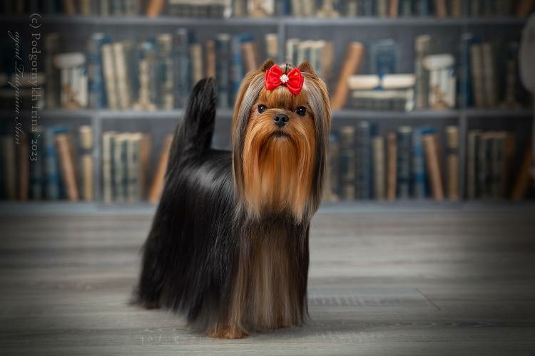  АDORE ELEGANT STYLE &mdash; Labaza DogPedigree YorkshireTerrier