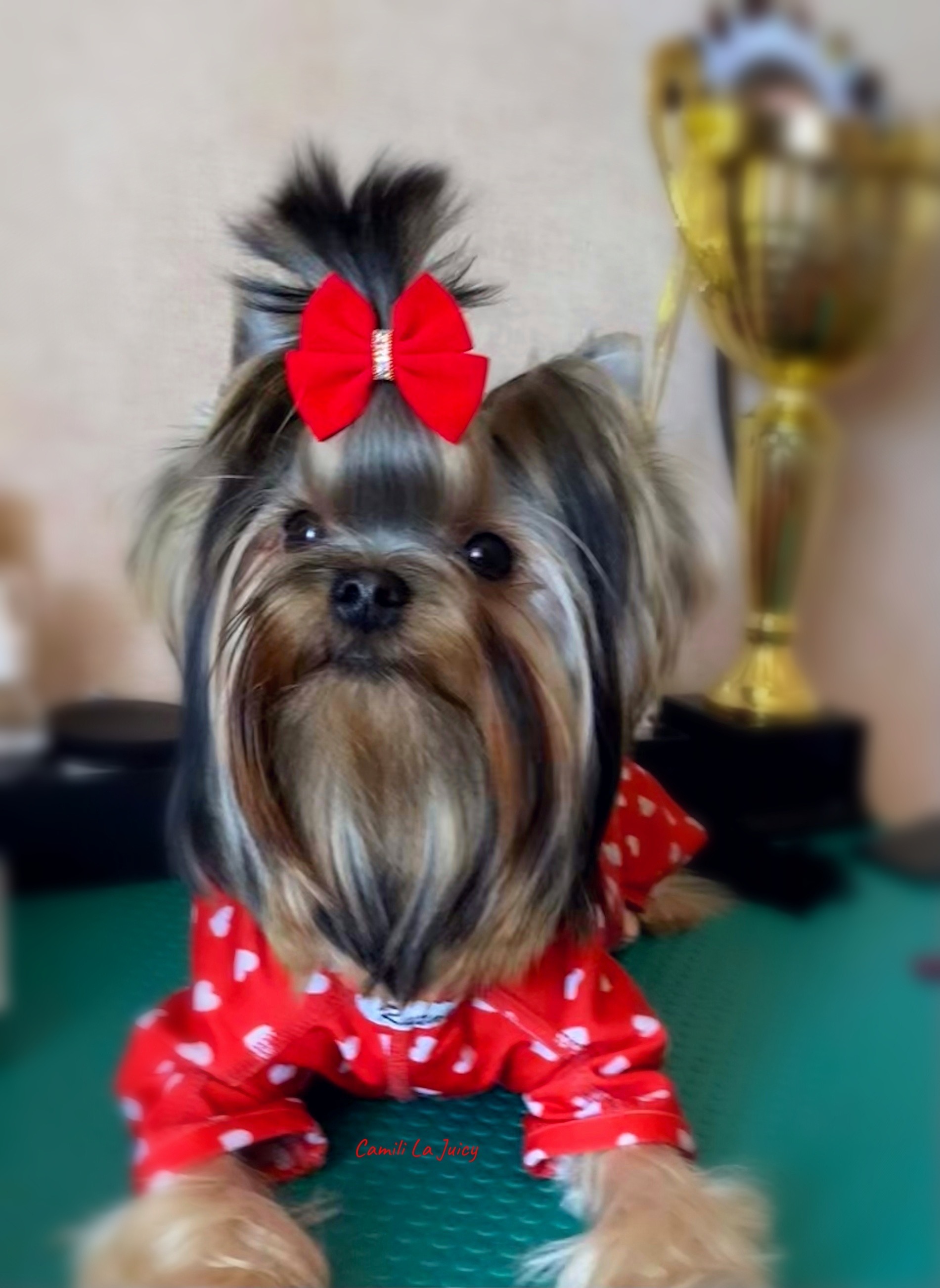 Camili CAMILI LA JUICY &mdash; Labaza DogPedigree YorkshireTerrier