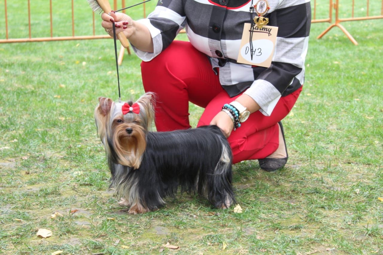 OVATSIYA DONA OVATSIYA DONA NON STOP NEVE VENDETTA &mdash; Labaza DogPedigree YorkshireTerrier
