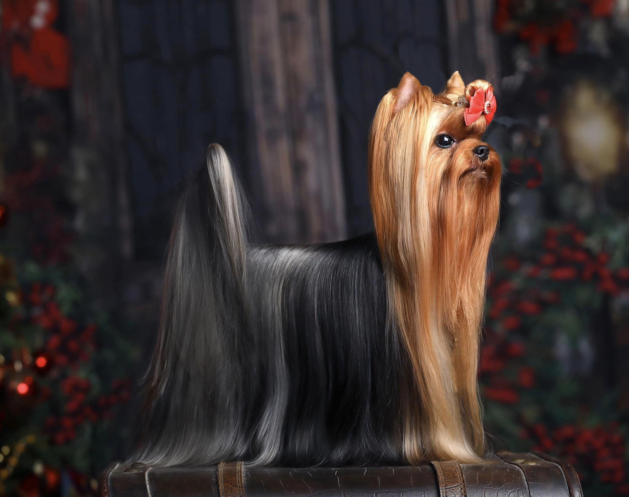  IREN VICTORIUS STRIKE &mdash; Labaza DogPedigree YorkshireTerrier