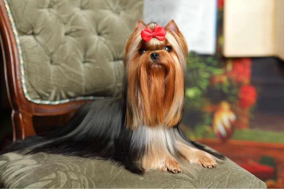 Royal Boutique ROYAL BOUTIQUE MISS TOPFACE &mdash; Labaza DogPedigree YorkshireTerrier