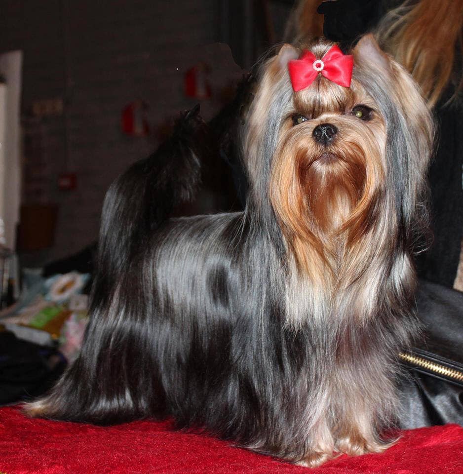 Royal Boutique ROYAL BOUTIQUE IREN VICTORIUS &mdash; Labaza DogPedigree YorkshireTerrier