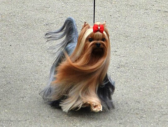 Royal Boutique ROYAL BOUTIQUE RUN UND WIN &mdash; Labaza DogPedigree YorkshireTerrier