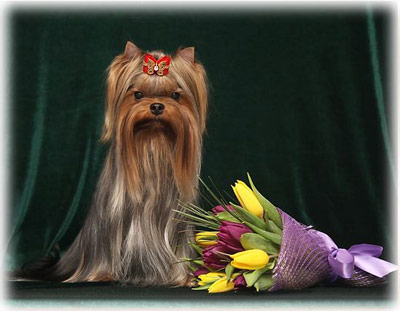 Royal Boutique ROYAL BOUTIQUE DREAM COMES TRUE &mdash; Labaza DogPedigree YorkshireTerrier