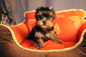 Lesanzh LESANZH ZILOLA &mdash; Labaza DogPedigree YorkshireTerrier