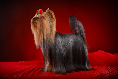 Lesanzh LESANZH LAVINIIA &mdash; Labaza DogPedigree YorkshireTerrier